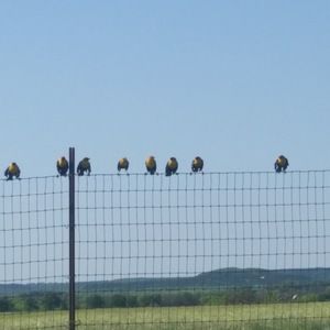 Meet your Posher, Kristin